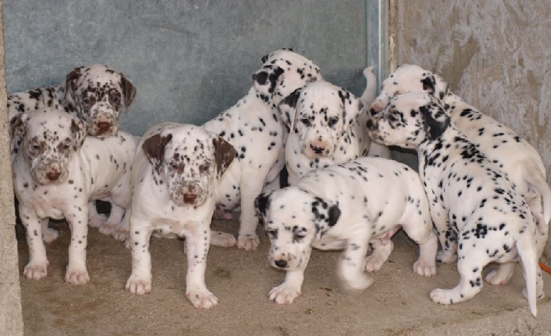 Des Loulous De Rofanna - Dalmatien - Portée née le 26/10/2014