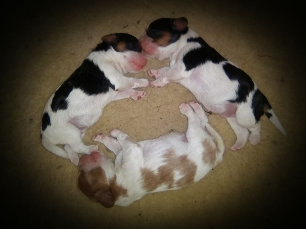 Des Loulous De Rofanna - Cavalier King Charles Spaniel - Portée née le 12/02/2018